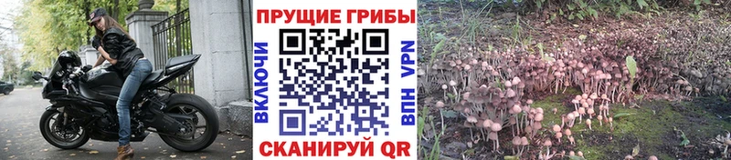 Псилоцибиновые грибы Cubensis Североуральск